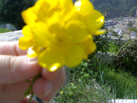 Cengiz TOPAL in Mevlid - i erif Okutuldu