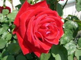 14/15 �ubat Mevlid Kandili