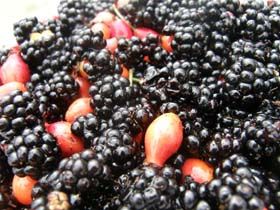 B���rtlen ve Ku�burnu Toplama Zaman� (V�DEO)