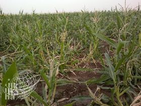 Domuzlar K�y�m�ze Dadand�