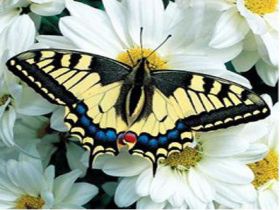 Kad�n�n Yeri Evidir !   