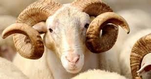 Yar�n Kurban Bayram�