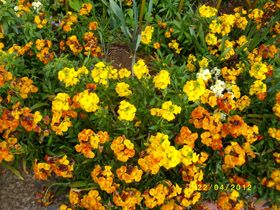 K�y�m�zden Bahar �i�ekleri (FOTO)