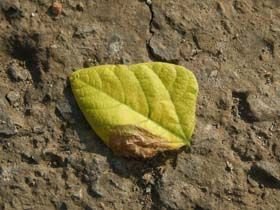 Yukar�k�y' den Yak�n �ekim Foto�raflar