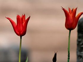 �lhame (�klima) KADI Vefat Etti