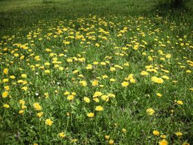 Yukar�k�y' den 2012  Bahar Foto�raflar�