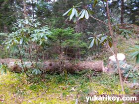 Yukar�k�y' de A�a� Kesimi ( Foto)